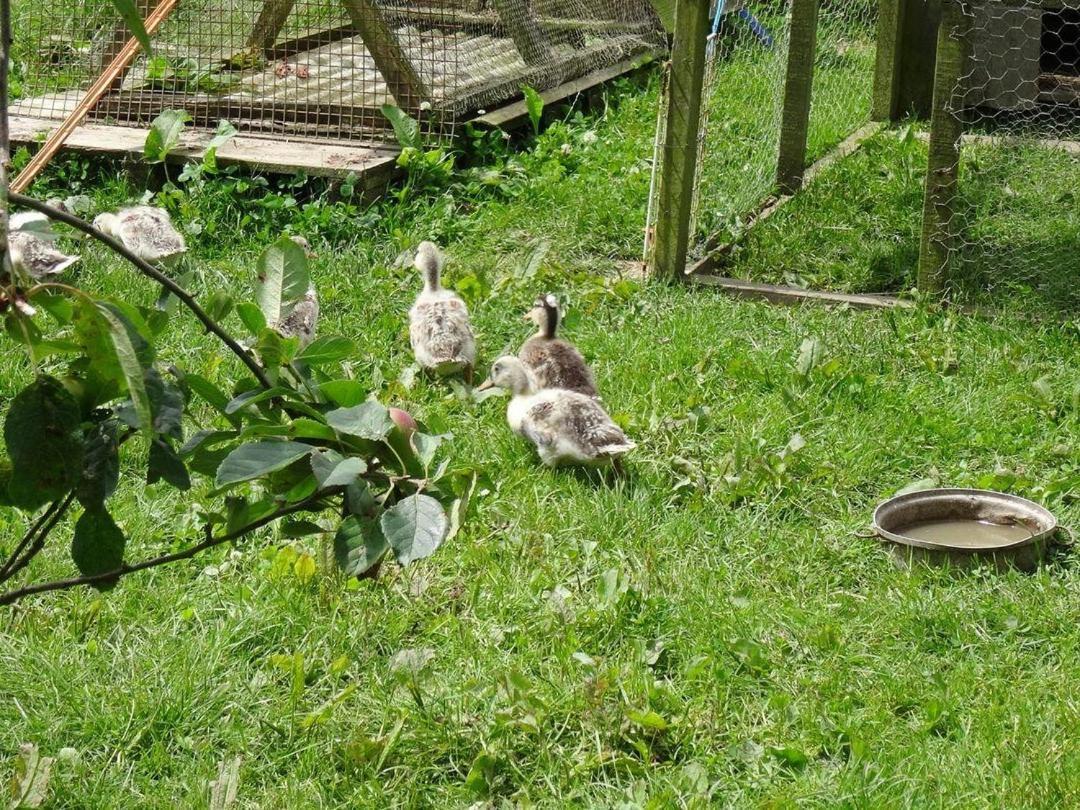 Badger Cottage Mawgan Екстериор снимка